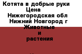 Котята в добрые руки! › Цена ­ 1 - Нижегородская обл., Нижний Новгород г. Животные и растения » Кошки   . Нижегородская обл.